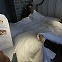 요즘 빈대는 피보다 조회수를 빨아먹는다 [미디어 리터러시]
