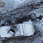 러시아군, 현대판 ‘반자이 돌격’으로 우크라 수세에 몰다