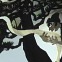 [주말&문화] 빛과 그림자로 그린 ‘평화’…일본 거장 ‘후지시로 세이지’