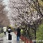 벚꽃 없어도 발길 계속…서울 봄꽃축제는 진행형 [가봤더니]