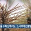[기후는 말한다] 서울 수락산에서도 ‘소나무재선충병’ 발생