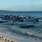 [포착] 빽빽하게 모여 해변으로…호주서 고래 160마리 집단 좌초