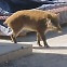 [밀착카메라] 도심 휘젓는 야생 멧돼지…드론 띄워 해법 찾는다