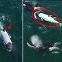전 세계 단 5~6마리…초희귀 ‘흰범고래’ 나타났다[포착](영상)