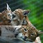 사자 ‘바람이’ 사는 청주동물원, 국내 첫 거점동물원 됐다