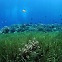 [뭐라노]탄소먹는 해양식물의 외침 "우리를 살려주세요"