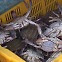 [친절한 뉴스K] “꽃게 어획량 83% 늘어”…서해5도 어장 확대