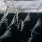 남극 킹조지섬-남극 생태계의 중심축 크릴[박수현의 바닷속 풍경](48)