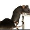[사이테크+] "장내 미생물 대사산물이 폭음 막아준다…생쥐 실험서 확인"