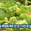 [기후는 말한다] 역대급 폭염에 배추 한 포기 9천 원 넘어