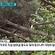 [취재파일-재선충병④] 예산은 왜 부족한가