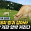 소· 돼지 방귀 잡아라…메탄 저감 압박 커진다[기후로운 경제생활]