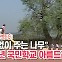 [백투더투데이] "아낌없이 주는 나무" 1992년 국민학교 아름드리나무