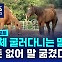 [D리포트] 사체 굴러다니는 말 농장…"돈 없어 말 굶겼다"