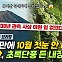 기후변화가 초래한 어이없는 2024년 가을 풍경[기후로운 경제생활]