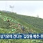 [기후는 말한다] 이상기후에 견디는 ‘김장용 배추·무’ 선발