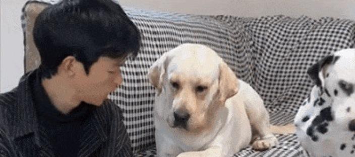 "아빠, 이것 좀 봐봐!" 강아지들이 주인 시선 뺏는 놀라운 방법 이미지