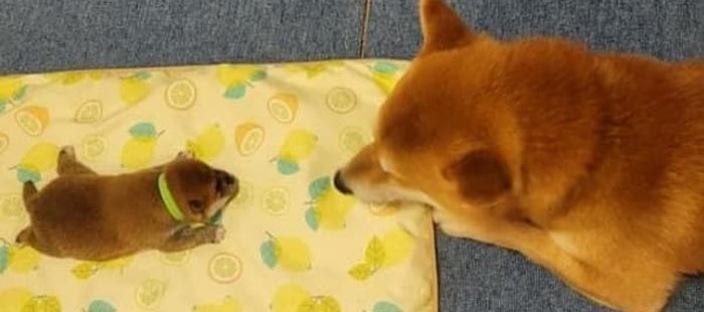 아빠가 됐다는 사실이 믿겨지지 않은 아빠 강아지가 새끼를 대하는 자세 이미지