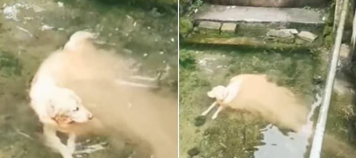 "강물에서 놀던 강아지가 녹아 내리고 있어 깜짝 놀랐어요" 이미지