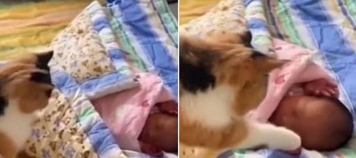 이제 막 태어난 아기 데리고 집에 돌아왔더니 고양이가 '이렇게' 반겨줬다 이미지