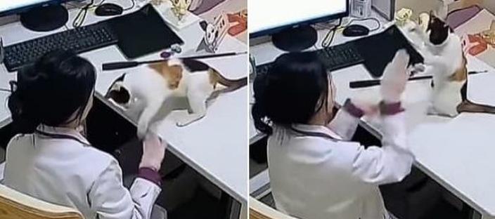 수의사 선생님이 자신 향해 거침없이 '냥펀치' 날리는 고양이를 대하는 자세 이미지
