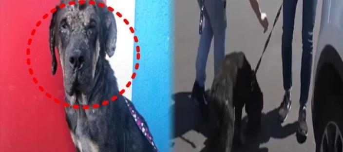"돌까지 던져"...돌멩이 속 유기견, 아무에게도 사랑받지 못한 가슴 아픈 사연 이미지