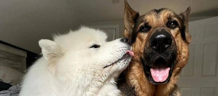 길고양이 구조해 집으로 데려온 '마음 따뜻한' 강아지들을 소개합니다 이미지