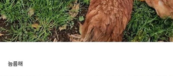 양계장에서 구출한 폐계닭을 2년간 키운 근황 이미지