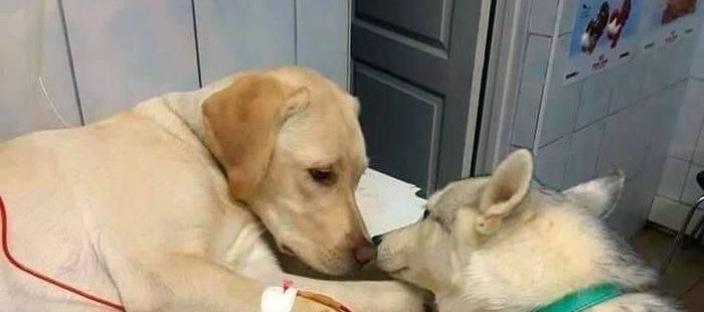 아내가 갑자기 병원에 입원하자 걱정된 남편 강아지가 보인 행동 이미지