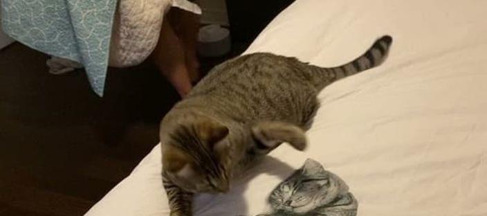 고양이 그림이 찍힌 이불 커버 구입해 바꿨더니 진짜 고양이 반응 이미지
