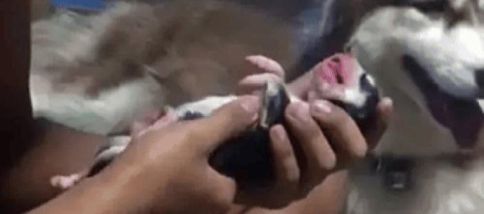태어난 새끼 강아지가 숨 안 쉬자 주인이 심폐소생술 하자 벌어진 기적! 이미지