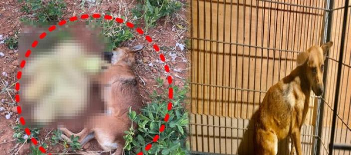 "이건 잃어버리면 안 돼"...유기견이 놓지 않았던 물건? 모두를 울린 감동의 순간 이미지
