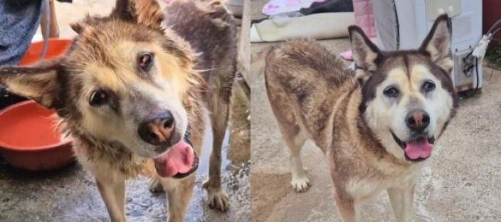 7년간 한 번도 옥상에서 나와본 적 없는 강아지..'시간 얼마 안 남아' 이미지