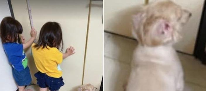 엄마한테 혼나는 중인 쌍둥이 자매 옆에서 같이 벌 받는 강아지 이미지