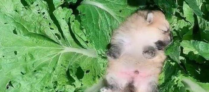 혼자 밭일하는 할머니를 걱정돼 배추밭에 따라 온 댕댕이의 최후 이미지