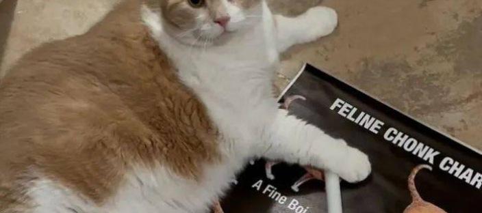 "이게 고양이야?" 20kg 뚱냥이, 살 빼고 몰라보게 변했다! 이미지