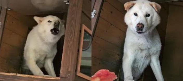 배송 갈 때마다 짖는 풍산개에게 '비장의 무기' 사용한 기사님 "짜잔" 이미지