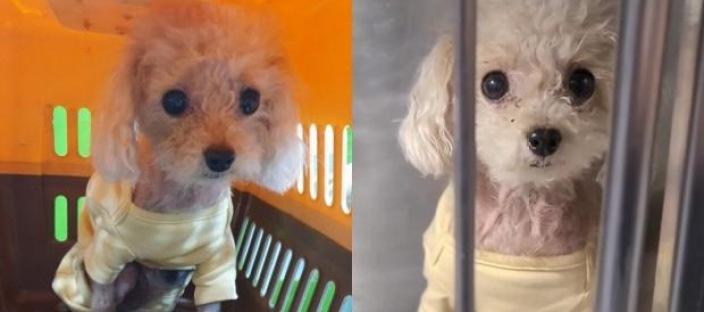 "토이푸들 무료분양합니다" 분양 완료라더니 보호소에서 안락사 대상 이미지