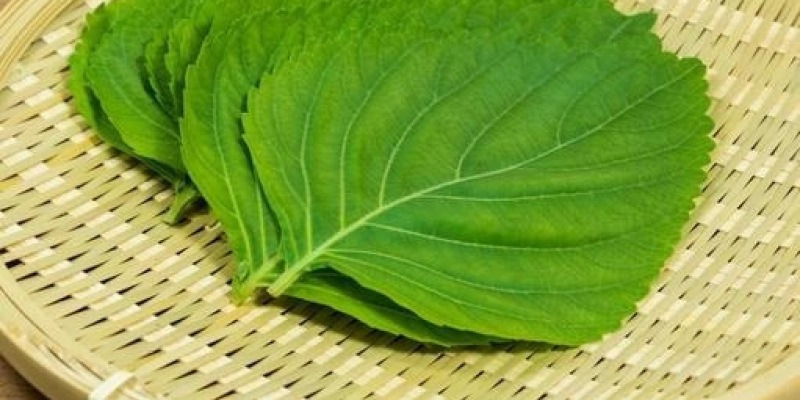 깻잎 한 장으로 맛이 확! 미독정’s 초간단 깻잎 계란말이 레시피 | 미독정