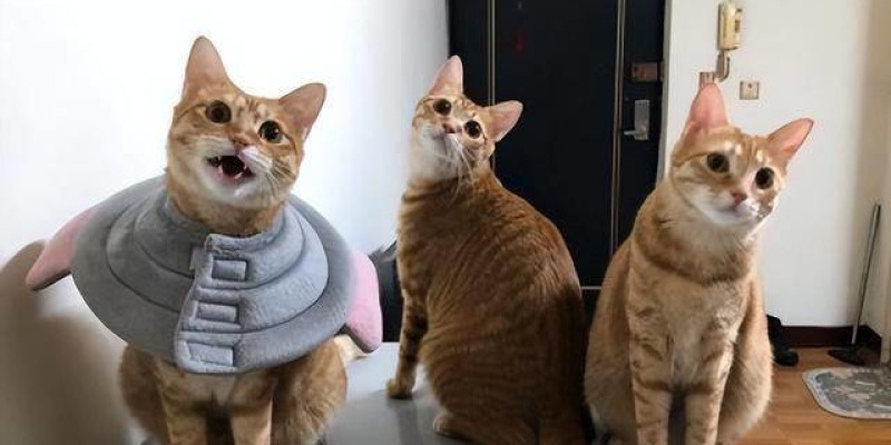  Foto zu "표정을 보면 알 수 있어!"… 똑같이 생긴 '고양이' 두 마리를 구별하는 주인의 놀라운 