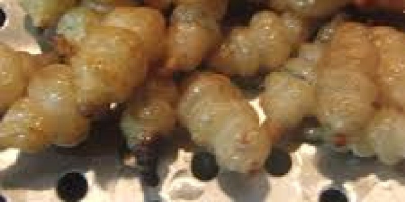 今後「この食べ物」毎日お召し上がりください、医師も驚いた「血管清掃部」です。