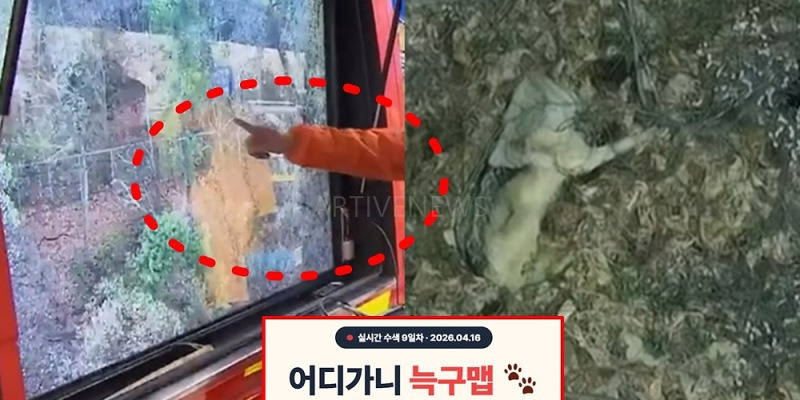 늑구 근황 관련 온라인 확산 이미지