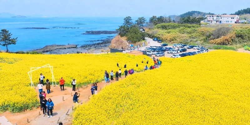 전북 부안 변산반도 수성당 일대 유채꽃
