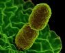 장(腸) 세균의 '군체 전쟁', 후속 감염 방어에 역이용한다