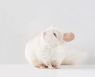 독일 연구팀, 마비된 쥐 다시 걷게 만들었다 (연구)