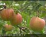 배추 대신 사과..재배 면적 10년 만에 5배 급증