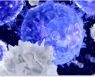 GC녹십자랩셀, NK세포 대량배양 기술 국제학술지 게재