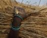 밀가루 대란이 인도 탓?..밀 생산량 2위 인도는 왜 수출 금지했나 [뉴스+]