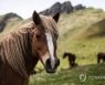 SWITZERLAND ANIMALS TRANSHUMANCE HORSES