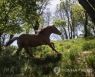 SWITZERLAND ANIMALS TRANSHUMANCE HORSES